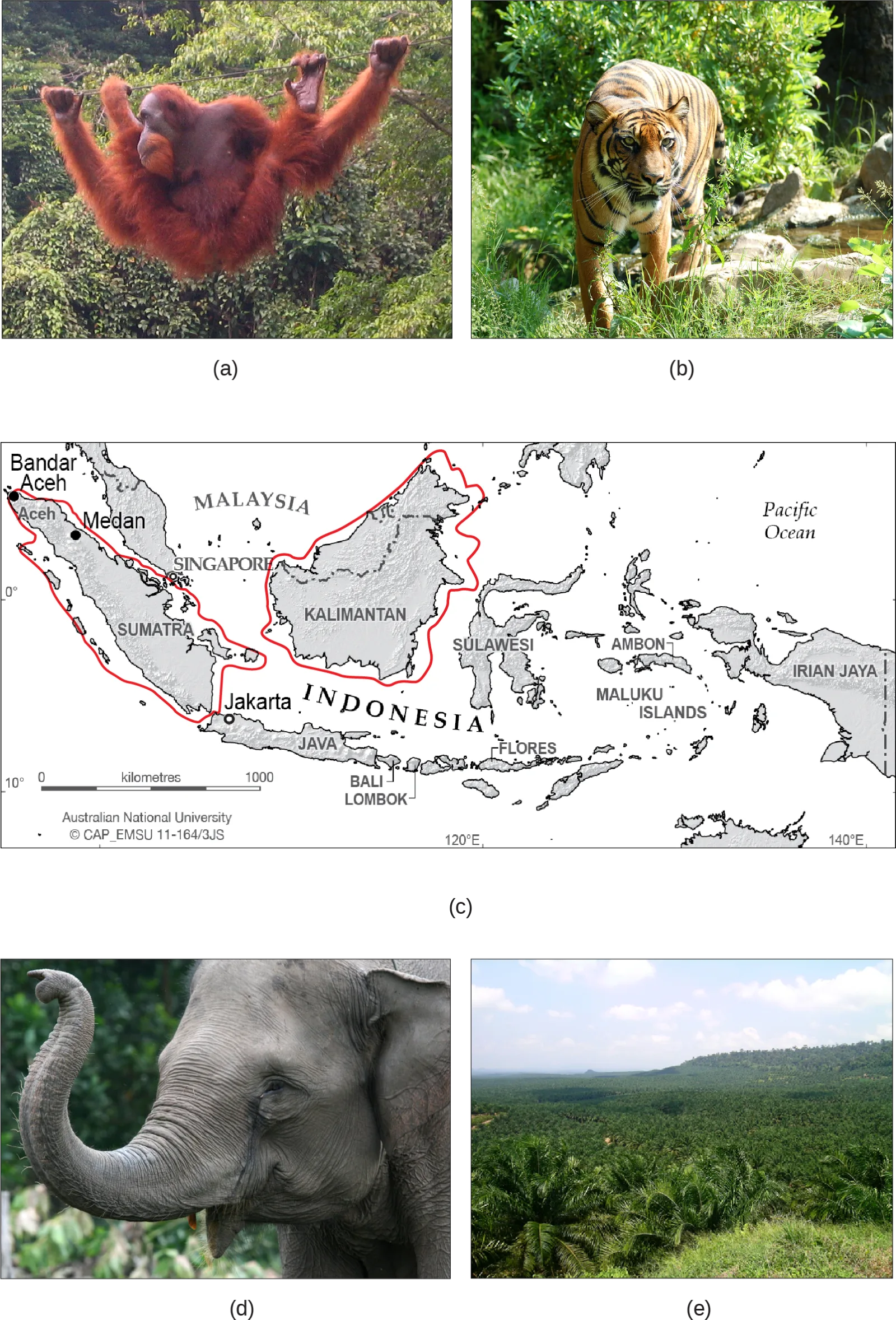 A five-panel image: (a) an orangutan hangs by its arms from vines in a lush rainforest; (b) a tiger walks over rocks and grass in front of green vegetation; (c) a map of Sumatra and Borneo, outlined in red, among the islands of Indonesia and Malaysia, in the seas northwest of Australia; (d) the head and raised trunk of a gray elephant; (e) rolling hills covered in rows of short, bushy oil palm trees.