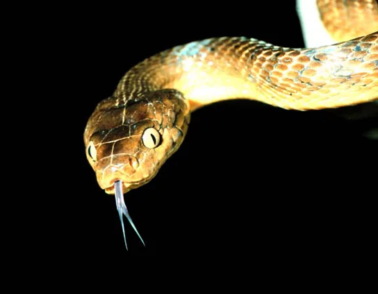 A close-up of a snake with brown and tan mottled scales holds its mouth open, its forked tongue extended.