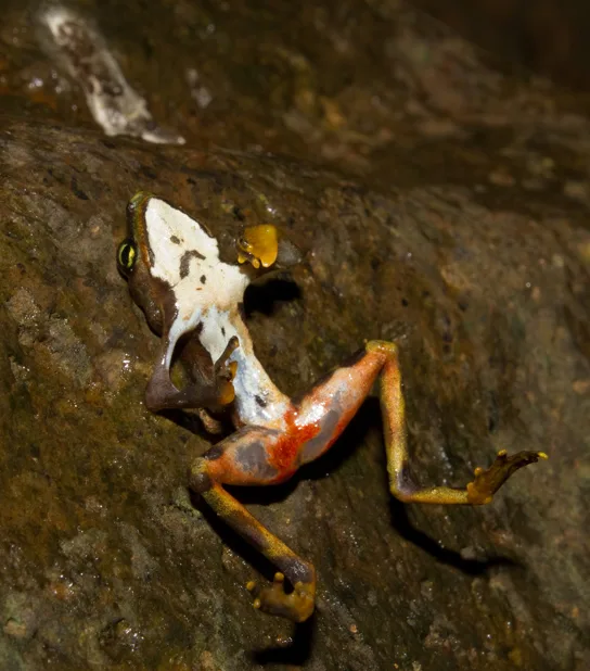 A frog lies on its back against a wet rock, legs splayed to one side; pale, peeling skin covers its snout, and bright red lesions mark its hip and thigh.