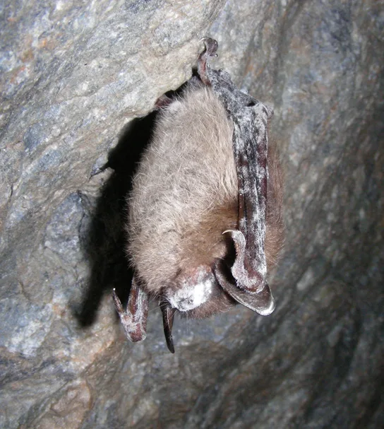 A brown bat hangs from a rock ceiling, its folded wings and muzzle dusted with a powdery white residue.
