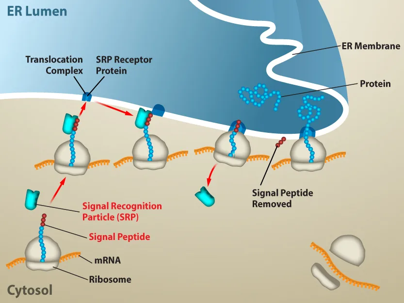 Diagram of a protein being co-translationally targeted into the endoplasmic reticulum. In the labeled cytosol at bottom left, a ribosome on an mRNA strand produces a growing polypeptide topped by a signal peptide, which a signal recognition particle (SRP) binds; the SRP-bound complex then docks at a translocation complex and SRP receptor protein on the ER membrane. Four more ribosome-mRNA complexes to the right show the complex docking, the chain threading through the membrane into the ER lumen, the signal peptide being clipped off, and finished protein chains accumulating in the ER lumen.