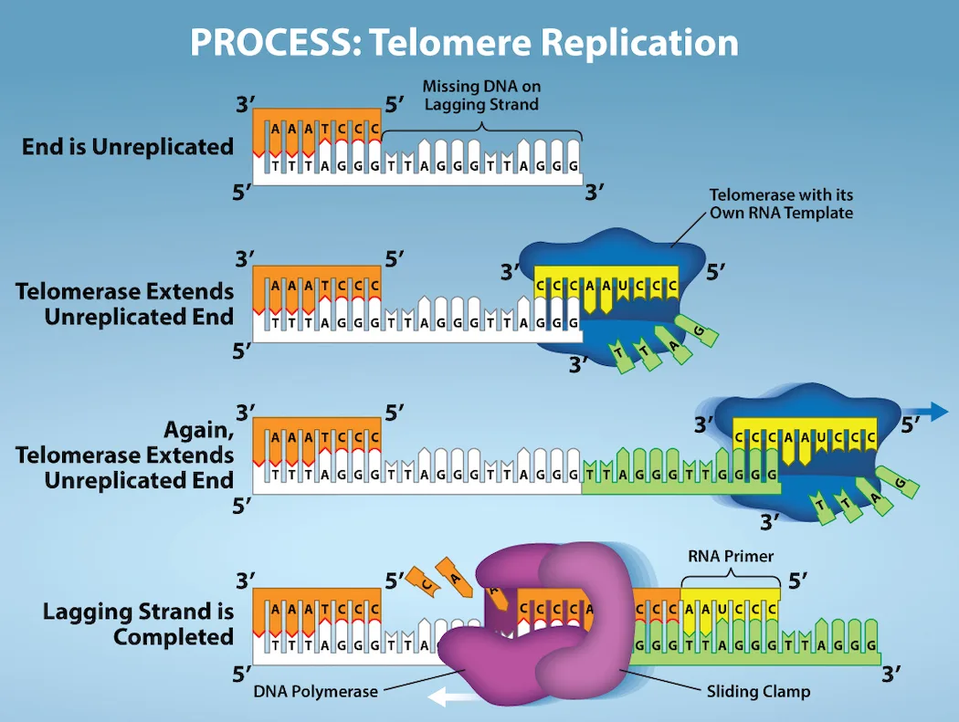 A four-panel diagram of telomere replication: telomerase, carrying its own RNA template, extends the parent strand's unreplicated 3′ overhang in two successive steps, and DNA polymerase with a sliding clamp then builds the lagging strand out along the extension to complete it.