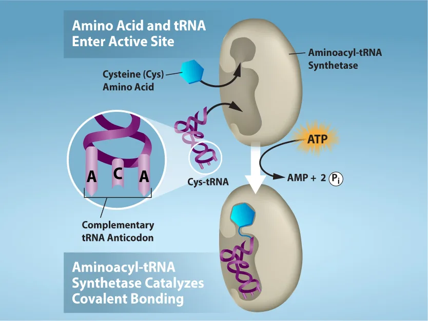 Two-stage diagram of tRNA charging. Top banner 'Amino Acid and tRNA Enter Active Site': a blue hexagon labeled 'Cysteine (Cys) Amino Acid' and a purple looped tRNA labeled 'Cys-tRNA' (with an inset circle zooming on its anticodon loop, labeled A-C-A) both arrow into a tan enzyme shape labeled 'Aminoacyl-tRNA Synthetase'; an orange ATP burst arrows into the same enzyme. Bottom banner 'Aminoacyl-tRNA Synthetase Catalyzes Covalent Bonding': the same enzyme now holds the tRNA with the blue amino acid attached at its tip, with an arrow leading to text reading 'AMP + 2 Pᵢ'.