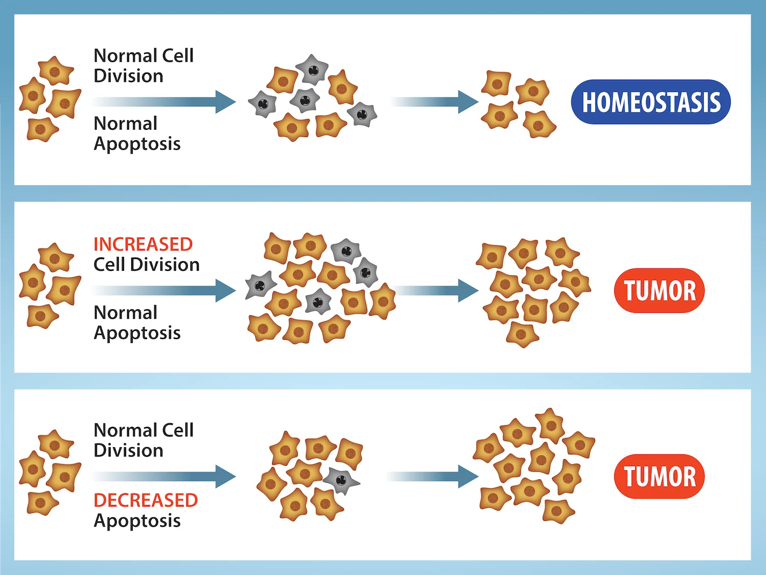 Three stacked panels compare normal and abnormal outcomes of cell division and apoptosis. Top: normal cell division with normal apoptosis keeps a small, stable cluster of cells in homeostasis. Middle: increased cell division with normal apoptosis grows the cluster into a tumor. Bottom: normal cell division with decreased apoptosis also grows the cluster into a tumor.