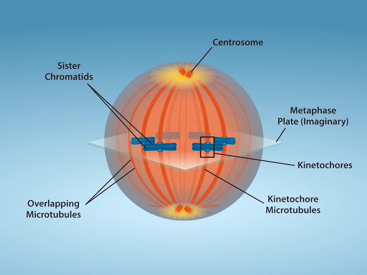 A 3-D rendered orange sphere (a mitotic cell) with two yellow centrosomes at its top and bottom poles, radiating orange spindle fibers between them. A translucent horizontal plane midway between the poles marks the imaginary metaphase plate, where two pairs of small blue kinetochore-bearing sister chromatids sit with their attached kinetochore microtubules; thinner overlapping microtubules run alongside them.