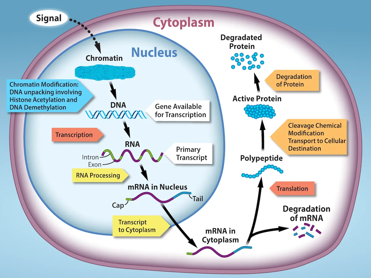 A cutaway diagram of a cell shows a signal outside the cell triggering chromatin unpacking, then a labeled sequence of arrows tracing DNA through transcription, RNA processing, and export from the nucleus into the cytoplasm, followed by translation, processing of the protein into its active form, and eventual degradation of both the mRNA and the protein.