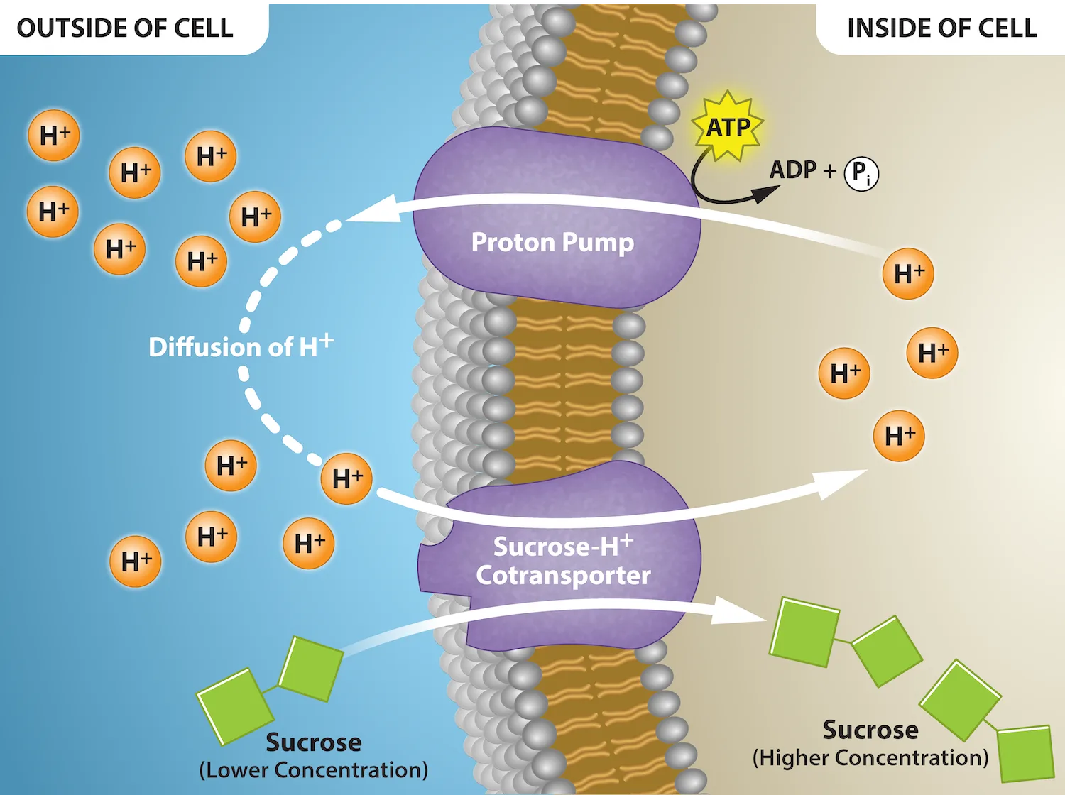 A membrane bilayer diagram with two purple transport proteins: a proton pump on top moving H⁺ ions from the cytoplasm to the extracellular fluid using ATP, and a sucrose-H⁺ cotransporter below it moving H⁺ ions and sucrose molecules together from the extracellular fluid into the cytoplasm.