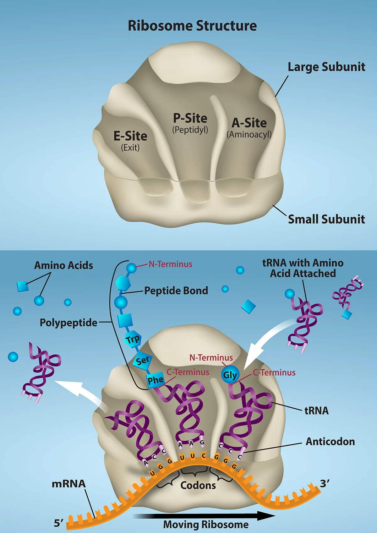 Two-part diagram of ribosome structure and function. Top: a single ribosome blob labeled with its Small Subunit and Large Subunit, divided into three surface pockets labeled E-Site (Exit), P-Site (Peptidyl), and A-Site (Aminoacyl). Bottom: the same ribosome rides an orange mRNA strand running 5′ to 3′, purple tRNAs in its three sites carrying amino-acid shapes (labeled Trp, Ser, Phe, Gly) that link into a growing blue polypeptide chain labeled with N-Terminus and C-Terminus, while free amino acids and an incoming tRNA with amino acid attached are shown at the upper corners.