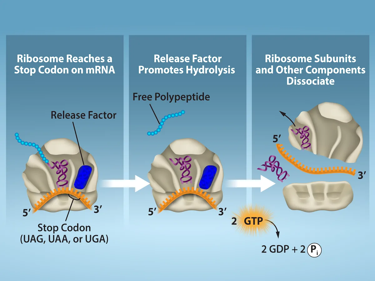 Three-panel diagram of translation termination, left to right. Panel 1, 'Ribosome Reaches a Stop Codon on mRNA': a ribosome holding a blue release factor and a purple polypeptide-bearing tRNA sits over an orange mRNA strand with its stop codon at the A site. Panel 2, 'Release Factor Promotes Hydrolysis': the same ribosome now shows a free polypeptide detached above it. Panel 3, 'Ribosome Subunits and Other Components Dissociate': the ribosome's large and small subunits separate from each other and from the mRNA, alongside the released tRNA, with '2 GTP → 2 GDP + 2 Pᵢ' shown below.
