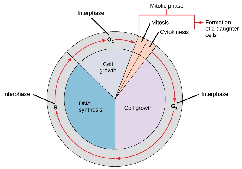 A circular diagram of the cell cycle, drawn like a clock face. Most of the circle is divided into three labeled arcs — G1, S, and G2 — grouped together and labeled interphase; a small wedge is divided into mitosis and cytokinesis and labeled the mitotic phase, with an arrow pointing out to formation of two daughter cells.