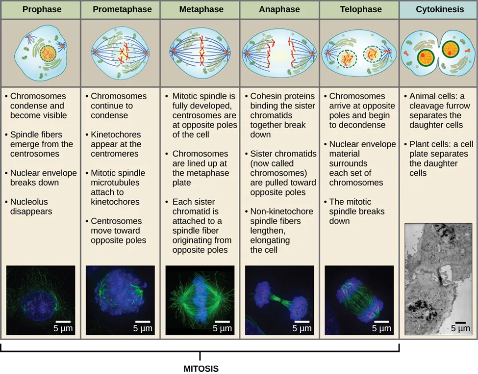 A labeled diagram of the five stages of mitosis and cytokinesis — prophase, prometaphase, metaphase, anaphase, and telophase — each drawn as a cell with chromosomes, spindle fibers, and a nuclear envelope in a different configuration, above a matching black-background fluorescence micrograph of each stage with DNA in blue and microtubules in green.
