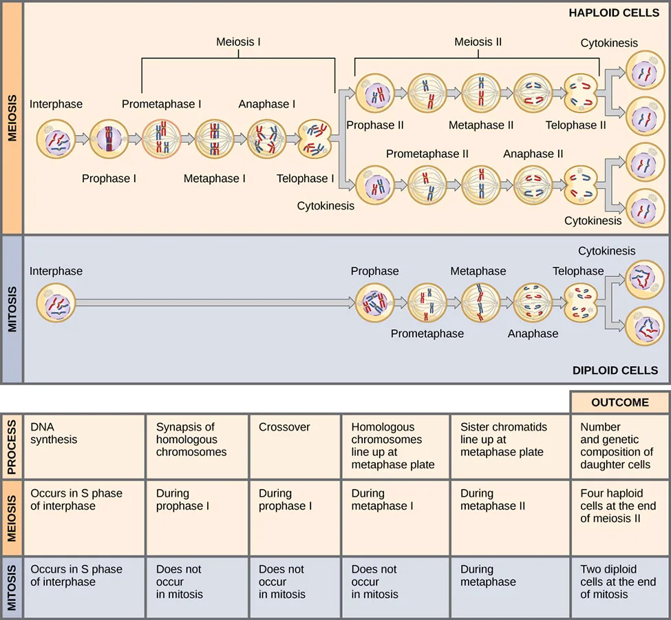 A diagram comparing meiosis, at top, to mitosis, at bottom, stage by stage. Meiosis shows two rounds of division — meiosis I, including synapsis and crossover of homologous chromosomes, and meiosis II — ending in four haploid daughter cells. Mitosis shows one round of division, with sister chromatids lining up at the metaphase plate, ending in two diploid daughter cells identical to the parent.