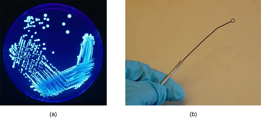Panel (a) is a photograph of a round Petri dish on a dark background, streaked with glowing bacterial growth in overlapping curved lines. Panel (b) is a photograph of a gloved hand holding an inoculation loop, a thin metal rod ending in a small wire loop.
