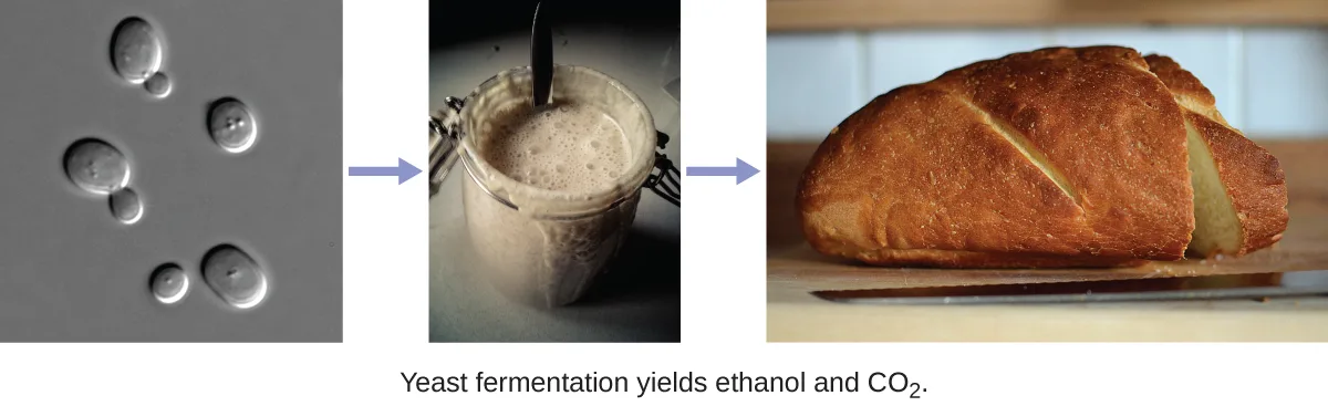 Three panels connected by arrows: a micrograph of oval yeast cells, some with smaller cells budding from them; a jar of thick, creamy dough or batter; and a baked, golden-brown loaf of bread with a slit cut across the top. Printed beneath the panels: "Yeast fermentation yields ethanol and CO₂."