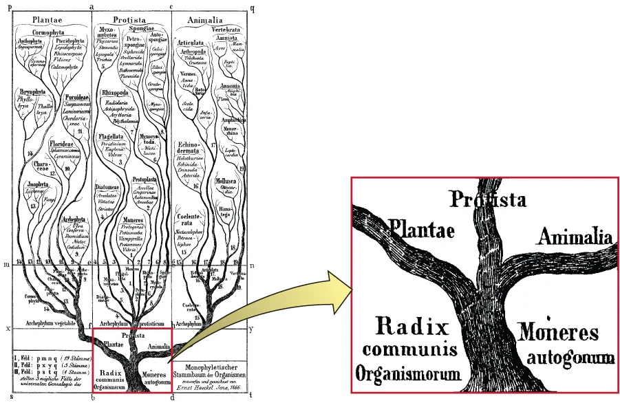 An 1866 engraved tree diagram with a trunk labeled Radix communis Organismorum splitting into three branches — Plantae, Protista, and Animalia — each subdividing repeatedly into many smaller, individually labeled branches. A red-boxed inset enlarges the trunk and its three-way split.