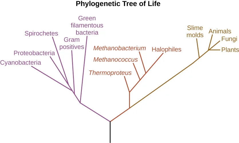 A phylogenetic tree diagram with three colored branch groups. A purple branch splits into Green filamentous bacteria, Gram positives, Cyanobacteria, Proteobacteria, and Spirochetes. It joins a stem that splits into a red branch — Thermoproteus, Methanococcus, Methanobacterium, and Halophiles — and a brown branch — Slime molds, Plants, Fungi, and Animals. No domain names are printed on the diagram.