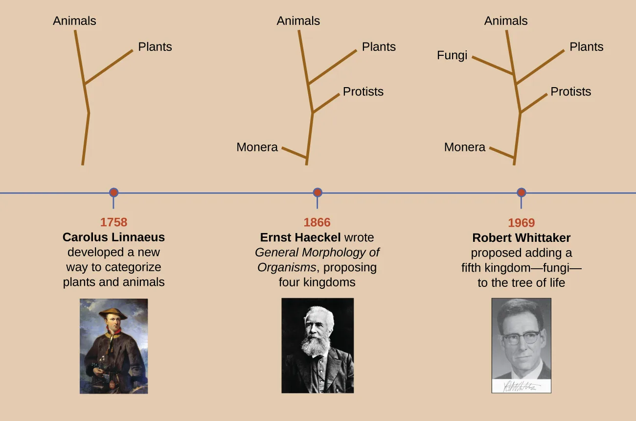 A timeline of three phylogenetic-tree sketches above dated entries: 1758, Carolus Linnaeus, with a two-branch tree for animals and plants; 1866, Ernst Haeckel, with a four-branch tree adding Monera and protists; 1969, Robert Whittaker, with a five-branch tree adding fungi, each entry shown with a small portrait.