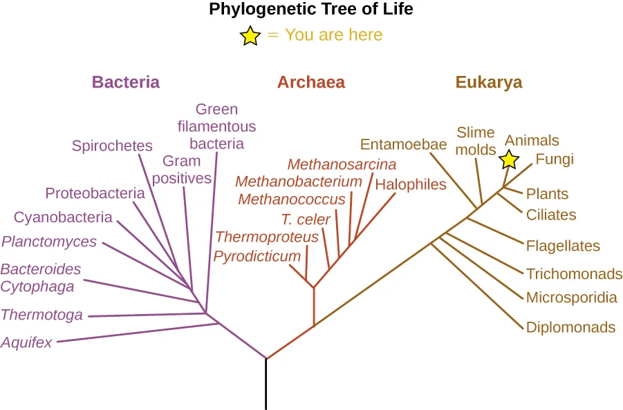 A colored phylogenetic tree with three domains: a purple Bacteria branch on the left, and a stem on the right that splits into a red Archaea branch and a brown Eukarya branch, which further divides into slime molds, ciliates, plants, fungi, and animals — the animal branch marked with a star reading 'you are here.'