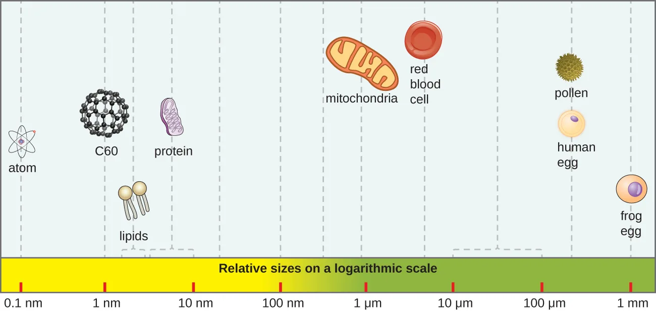 A horizontal size scale from 0.1 nanometers to 1 millimeter, with icons placed along it for an atom near 0.1 nm, a fullerene molecule (C60) near 1 nm, lipids and a protein between 2 and 10 nm, a mitochondrion near 1 µm, a red blood cell just under 10 µm, a pollen grain and a human egg near 0.1 mm, and a frog egg near 1 mm.