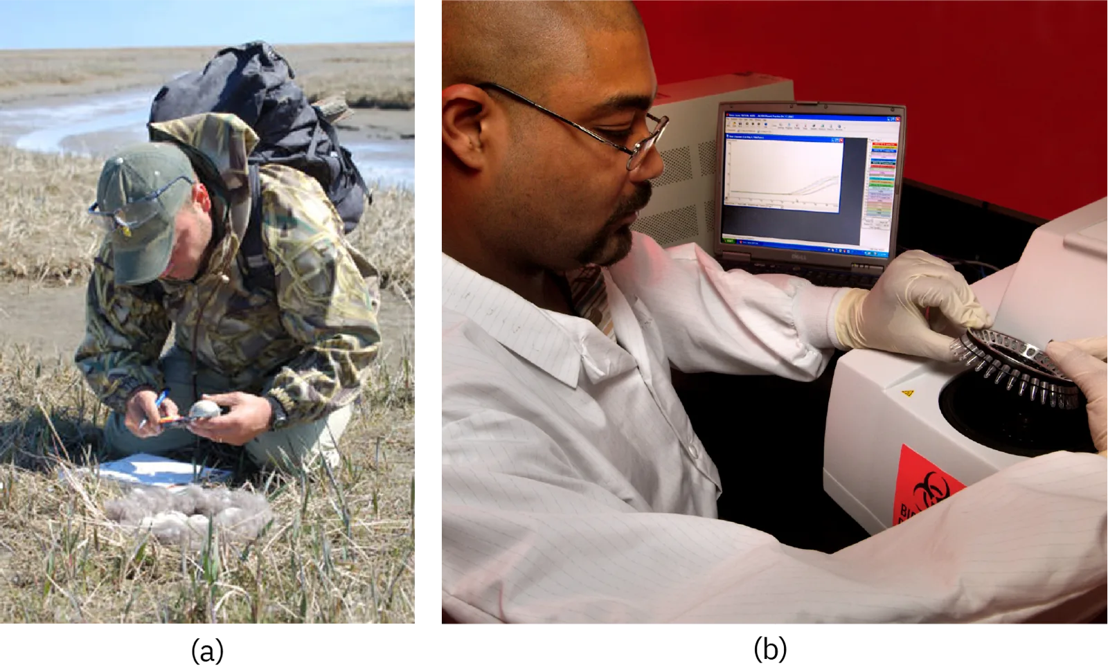 (a) A researcher in outdoor field gear crouches to examine an egg beside a shorebird nest. (b) A researcher in a lab coat and gloves works at a centrifuge beside a laptop displaying a data plot.