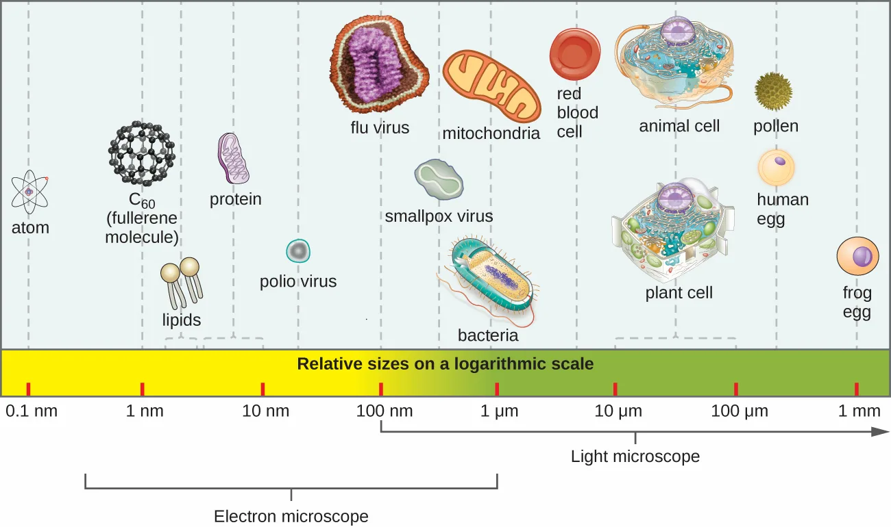 A horizontal scale labelled "Relative sizes on a logarithmic scale," running from 0.1 nanometers to 1 millimeter, with icons along it: an atom near 0.1 nm; a fullerene molecule (C60) near 1 nm; lipids from 2–5 nm and a protein from 5–10 nm; a polio virus near 50 nm, a flu virus near 100 nm, and a smallpox virus near 500 nm; a mitochondrion and a bacterial cell near 1 µm; a red blood cell just under 10 µm; a plant or animal cell from 10–100 µm; a pollen grain and a human egg near 0.1 mm; and a frog egg near 1 mm. Two brackets below mark the electron- and light-microscope ranges.