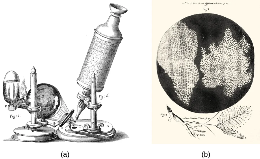 (a) An engraving of a compound microscope: a tall body tube with an eyepiece at the top stands beside a candle, with a large lens positioned to focus the candle's light onto a specimen stage below the tube. (b) An engraving of two adjoining irregular patches of cork tissue as seen through the microscope, each patch filled with rows of small, roughly rectangular cells; a sprig with leaves is drawn beneath the circular field of view.