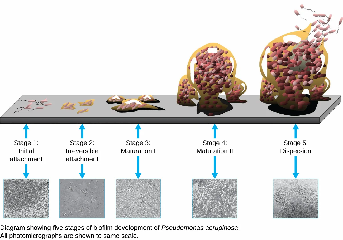A drawn diagram of five stages of biofilm development of Pseudomonas aeruginosa on a gray surface, each stage above a matching grayscale micrograph. Stage 1, Initial attachment: a few free-floating rod-shaped cells contact the surface. Stage 2, Irreversible attachment: small clumps of cells sit flat on the surface. Stage 3, Maturation I: the clumps have thickened into low mounds. Stage 4, Maturation II: the mounds have grown into tall, mushroom-shaped towers packed with cells. Stage 5, Dispersion: a tower releases free-floating cells with trailing flagella back into the surroundings.