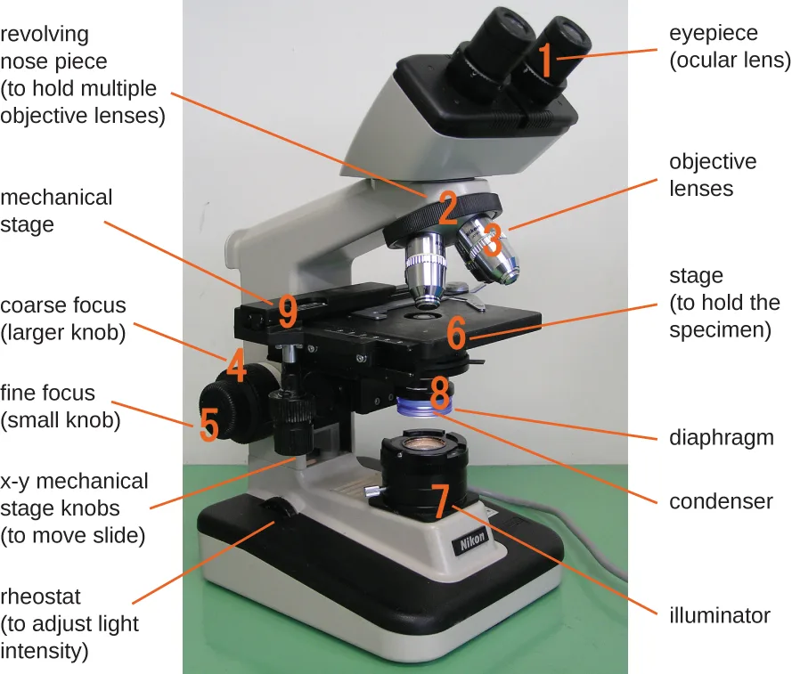 A photograph of a binocular compound microscope with orange leader lines and numbers pointing to nine labeled parts: two eyepieces (1, ocular lenses); a rotating turret (2, revolving nosepiece) holding four lenses (3, objective lenses); a flat platform (6, stage) with adjustment knobs at its left edge (9, x-y mechanical stage knobs); two stacked components below the stage (8, diaphragm and condenser); two focusing knobs on the arm (4, coarse; 5, fine); and a component at the base (7, illuminator).