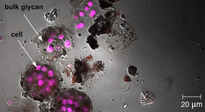 A confocal micrograph on a gray background showing several clumps of bright magenta-pink spheres (labeled cell) embedded in darker gray, irregularly shaped bundles (labeled bulk glycan), with a 20 µm scale bar in the lower right corner.