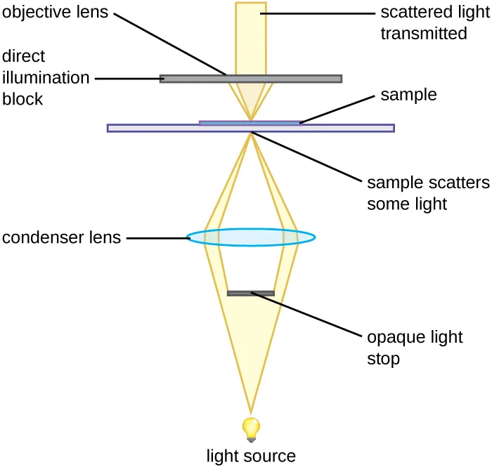 A diagram of the light path through a darkfield microscope. Light travels up from a light source at the bottom, through an opaque light stop that blocks the center of the beam, then through a condenser lens that bends the remaining light into a hollow cone. The cone converges on a sample on a slide, which scatters some light outward; that scattered light passes around a direct-illumination block above the sample and up into the objective lens, while the unscattered, directly transmitted light is blocked.