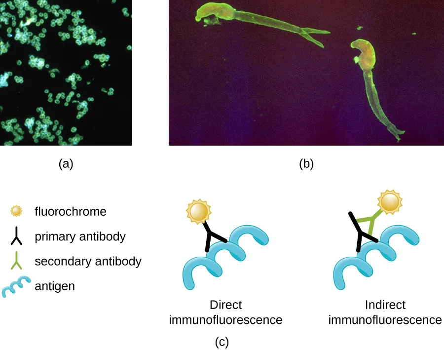 Three panels. (a) A fluorescence micrograph of many small, glowing green spheres scattered on a black background. (b) A fluorescence micrograph of two glowing green, tadpole-like worm shapes on a black background. (c) A diagram with a key (fluorochrome, primary antibody, secondary antibody, antigen) showing direct immunofluorescence, where a fluorochrome-labeled primary antibody binds directly to a wavy antigen, beside indirect immunofluorescence, where an unlabeled primary antibody binds the antigen and a fluorochrome-labeled secondary antibody then binds the primary antibody.