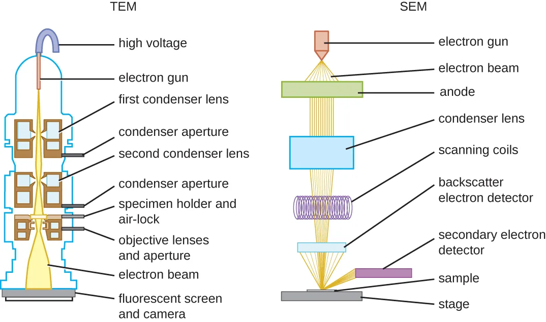Two side-by-side labeled schematic diagrams. Left, a TEM: a high-voltage wire feeds an electron gun, which fires a beam through two condenser lenses and apertures, then the specimen (held in a specimen holder and air lock), then an objective lens and aperture, ending at a fluorescent screen and camera. Right, an SEM: an electron gun fires a beam through an anode, a condenser lens, and scanning coils, then onto a sample on a stage, with a backscatter detector above the sample and a secondary-electron detector to the side.