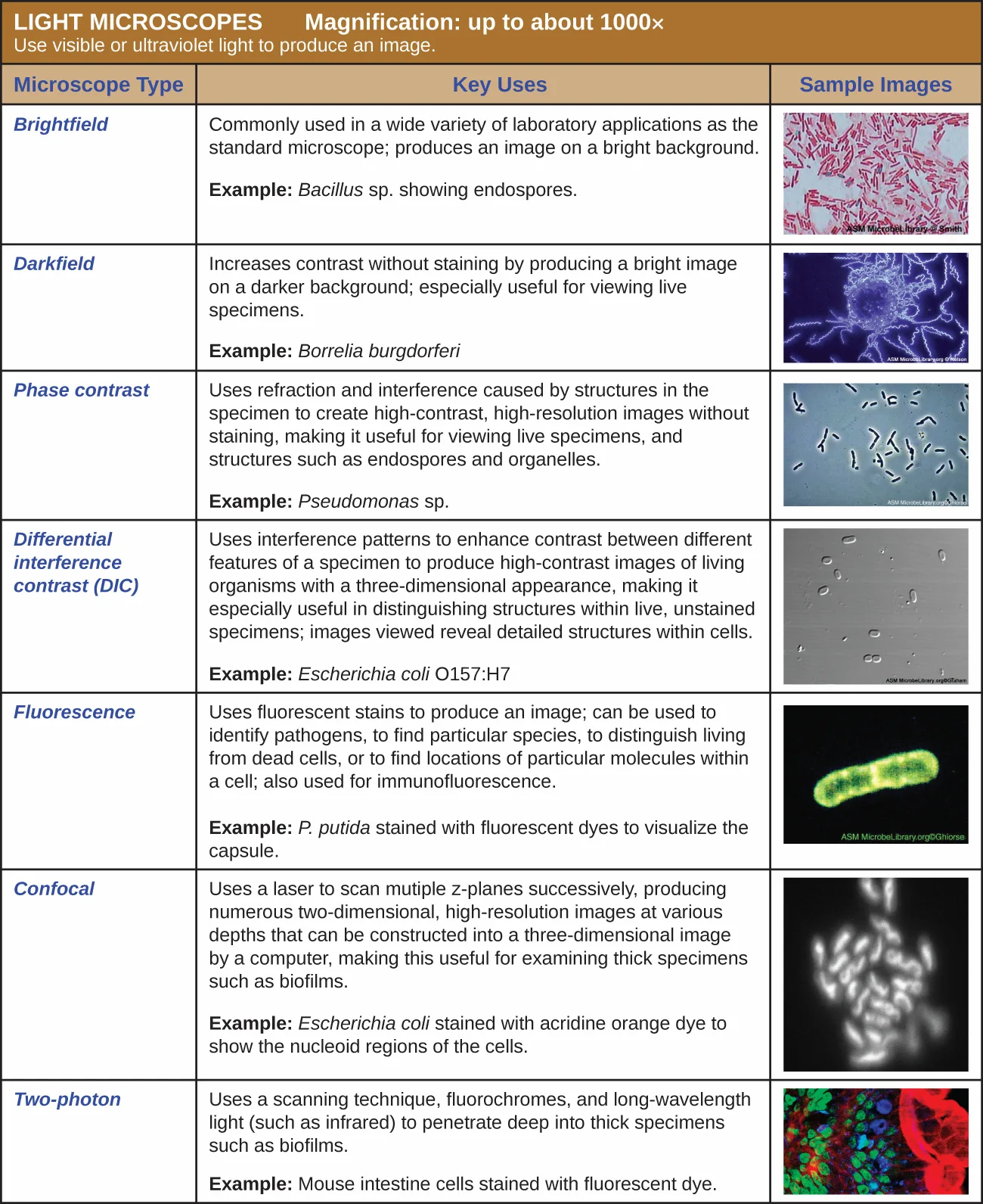 Sample micrographs from the light-microscope summary table: a brightfield image of pink-red rods with small green dots (endospores) on a clear background; a darkfield image of a bright branching spiral on a black background; a phase-contrast image of dark curved rods with a bright halo; a DIC image of small, three-dimensional-looking pale ovals; a fluorescence image of a glowing green rod on a black background; a confocal image of round cells of various colors on a dark background; and a two-photon image of multicolored cells in intact tissue.