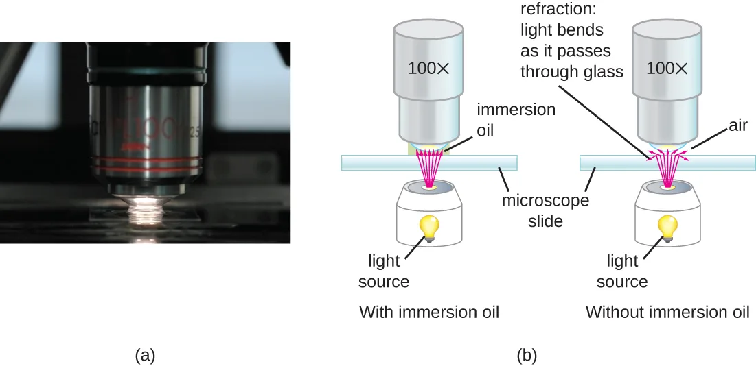Two side-by-side panels. (a) A close-up photograph of a microscope objective lens nearly touching a slide, with a bridge of oil visible between the lens tip and the slide. (b) Two labeled diagrams comparing light paths into a 100× objective: on the left, light from a source below travels through the slide and a layer of immersion oil into the lens with little bending; on the right, without immersion oil, the same light bends (refracts) as it passes from the glass slide into air before reaching the lens.