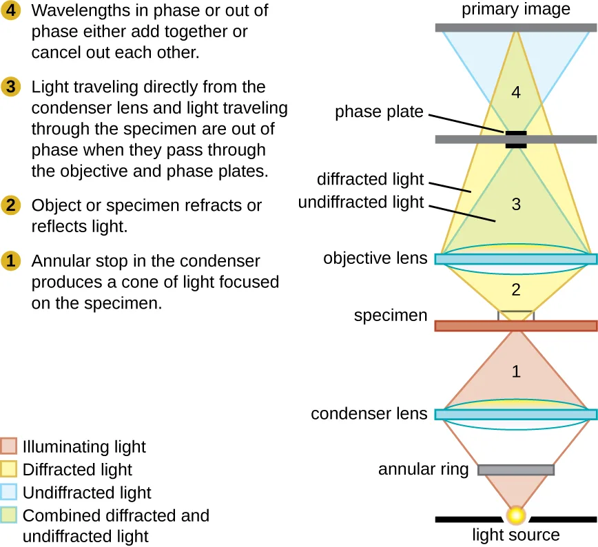 A labeled diagram of the light path through a phase-contrast microscope, with four numbered stages. (1) An annular ring in the condenser produces a cone of light focused on the specimen. (2) The specimen refracts or reflects some of the light. (3) Undiffracted light traveling directly from the condenser and diffracted light traveling through the specimen pass through the objective lens and phase plate out of phase with each other. (4) The two kinds of light recombine at the primary image, where in-phase and out-of-phase wavelengths add together or cancel out.