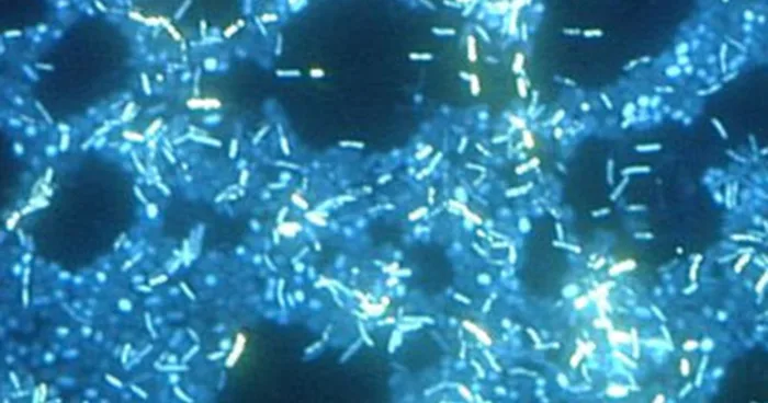 A fluorescence micrograph on a dark blue background showing many bright cyan-white rod-shaped bacteria clustered together, with several dark, roughly circular gaps between the clusters.