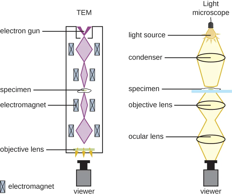 Two side-by-side labeled diagrams comparing a TEM and a light microscope. In the TEM (left), an electron gun at top releases electrons downward through a tube, focused by an electromagnet onto the specimen, then further focused by another electromagnet (labeled objective lens) before reaching a viewer at the bottom. In the light microscope (right), a light source at top sends light down through a condenser lens onto the specimen, then through an objective lens and an ocular lens before reaching a viewer at the bottom.