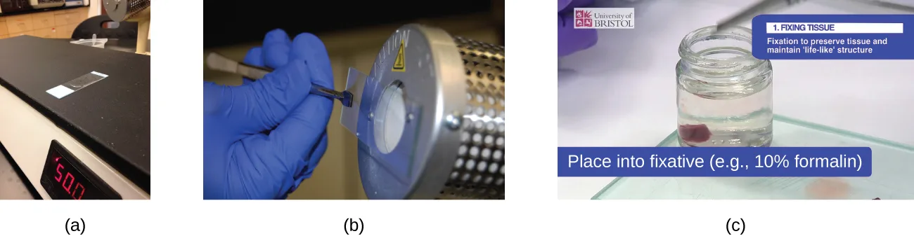 Three photographs of tissue fixation: (a) a glass slide resting on a flat electric slide warmer, (b) a gloved hand holding a slide over a heated metal microincinerator, and (c) a small glass jar of clear liquid holding a piece of pink tissue, labeled Place into fixative (e.g., 10% formalin).