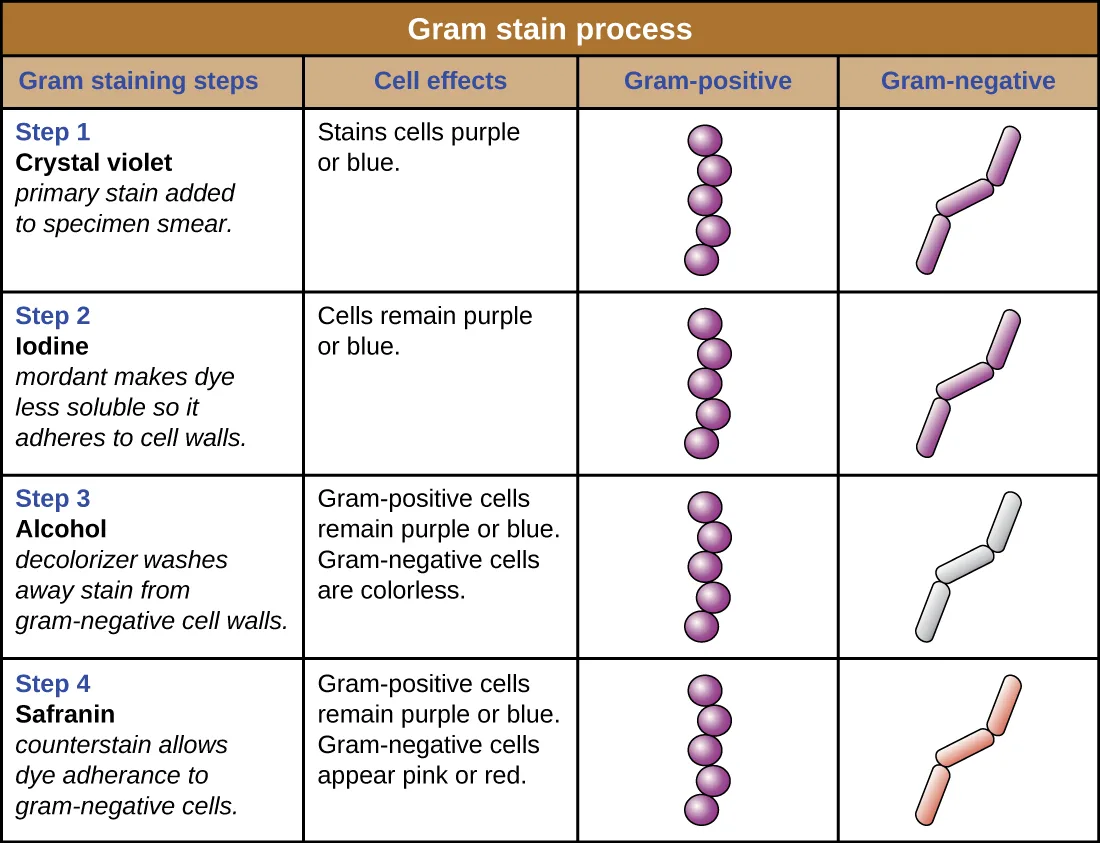 A four-row table titled Gram stain process. Each row names a staining step (crystal violet, iodine, alcohol, safranin) with a short description, and shows simple drawn icons of round gram-positive cells and rod-shaped gram-negative cells colored to match the outcome stated for each step.