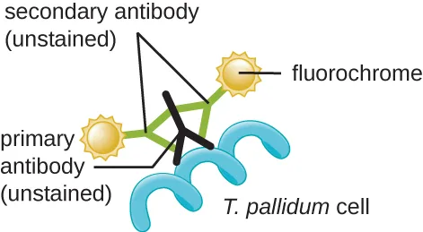 A labeled diagram showing a blue, curved T. pallidum cell with a black Y-shaped primary antibody attached to its surface. Two green Y-shaped secondary antibodies attach to the primary antibody, each tipped with a yellow starburst fluorochrome.
