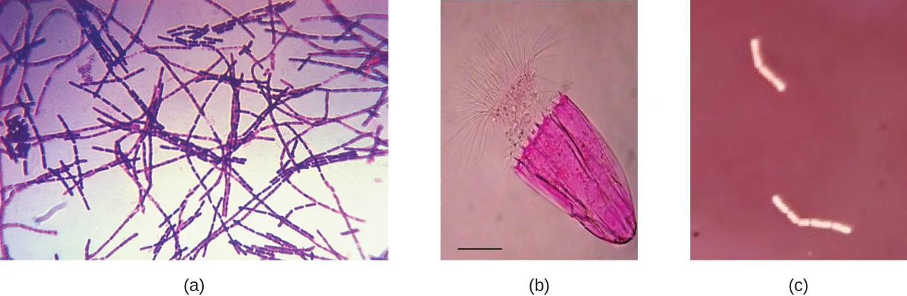 Three micrographs: (a) purple rod-shaped bacterial chains on a clear background. (b) A single umbrella-shaped marine organism stained solid pink-magenta, with fine hair-like projections left unstained at its top. (c) Pale, unstained rod-shaped bacteria standing out against a dark red-stained background.