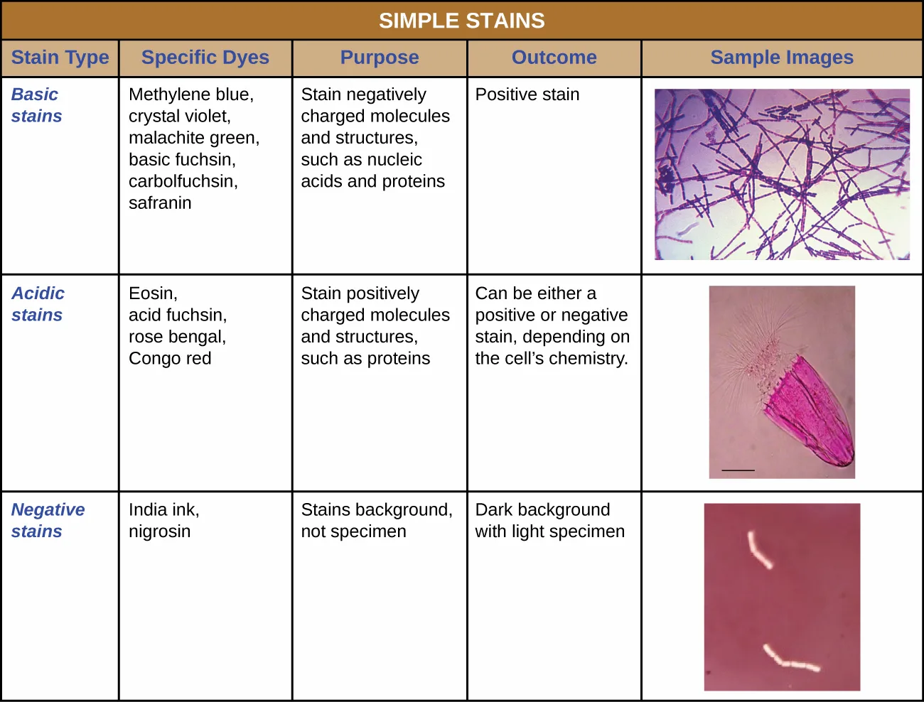 Three sample micrographs, one for each row of the simple-stains table: a basic-stain field of purple, thread-like bacterial chains; an acidic-stain field showing a single umbrella-shaped organism stained solid pink; and a negative-stain field of pale, unstained rods on a dark red background.