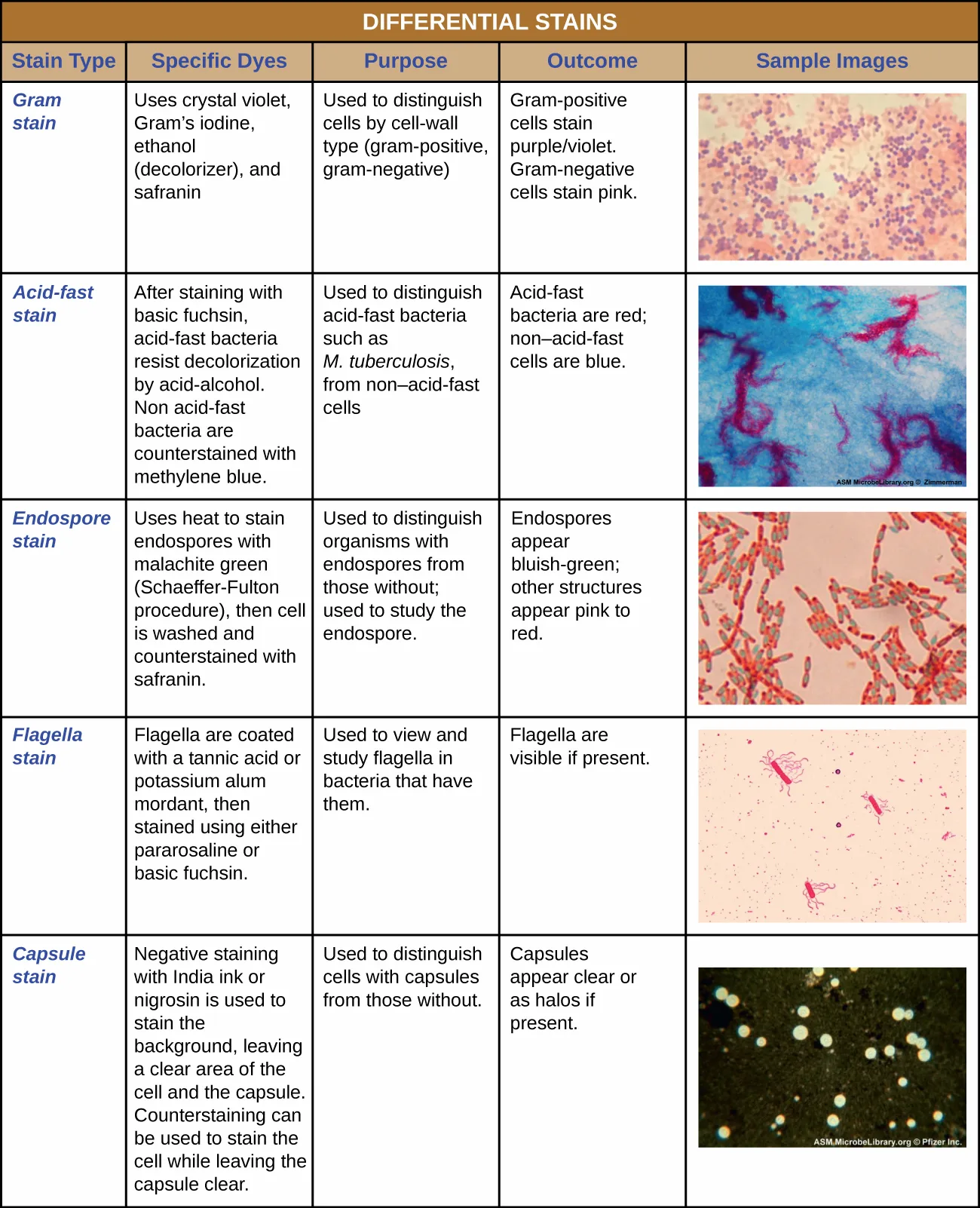 Five sample micrographs, one for each differential stain: purple and pink round cells for the Gram stain; red spiral chains on a blue field for the acid-fast stain; pink rods each holding a green oval for the endospore stain; red rods trailing wavy filaments for the flagella stain; and pale spheres against a dark field for the capsule stain.