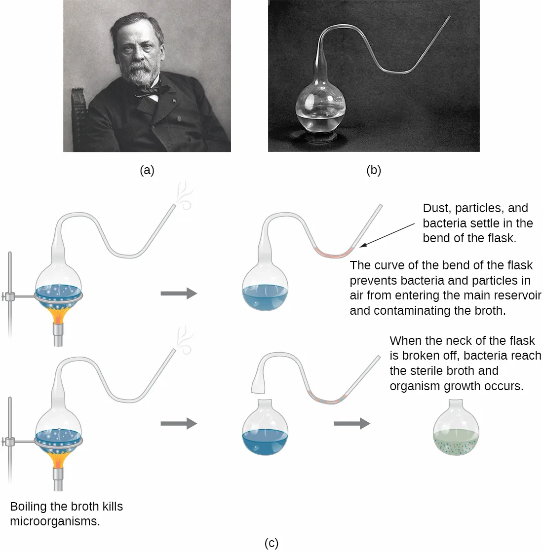Three panels. (a) A black-and-white photographic portrait of an older, bearded man seated in a chair. (b) A black-and-white photograph of a round glass flask with a long, S-curved neck. (c) A diagram of two identical experiment sequences using the swan-neck flask. In the top sequence a flask of blue broth is boiled and then shown afterward still clear, with a callout about dust and bacteria settling in the bend of the neck. In the bottom sequence an identical boiled flask has its neck broken off, and an arrow shows the broth turning cloudy and green, dotted with bacteria.