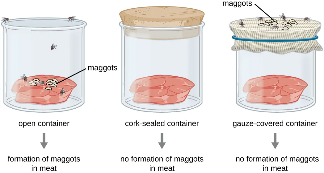A diagram of three glass jars, each holding a piece of raw meat. The open container has flies around it and maggots on the meat, labeled formation of maggots in meat. The cork-sealed container has no flies and no maggots on the meat, labeled no formation of maggots in meat. The gauze-covered container has flies and maggots resting on top of the gauze but no maggots on the meat itself, also labeled no formation of maggots in meat.