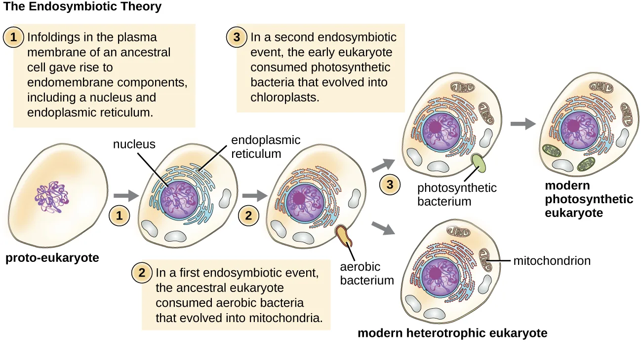 A labeled diagram titled The Endosymbiotic Theory, showing a proto-eukaryote cell connected by arrows through three numbered steps: infoldings of its membrane give rise to a nucleus and endoplasmic reticulum; the resulting cell engulfs an aerobic bacterium that becomes a mitochondrion, producing a modern heterotrophic eukaryote; and a further branch shows the cell also engulfing a photosynthetic bacterium that becomes a chloroplast, producing a modern photosynthetic eukaryote.
