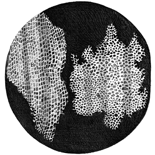 A circular microscope-field illustration from Micrographia, hand-drawn, showing two adjoining patches of cork tissue: on the right, a dense mass of small irregular polygonal cells; on the left, a coarser mesh of thicker-walled rectangular cells.