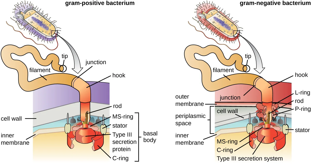 Two diagrams of the basal body where a bacterial flagellum attaches. In gram-positive bacteria, the filament connects through a junction and hook to a rod anchored by an MS-ring and C-ring in the plasma membrane, with a type III secretion protein and stator proteins. In gram-negative bacteria, the same filament, junction, and hook connect through an L-ring in the outer membrane and a P-ring in the cell wall to the same inner-membrane structures, plus the periplasmic space between the two membranes.
