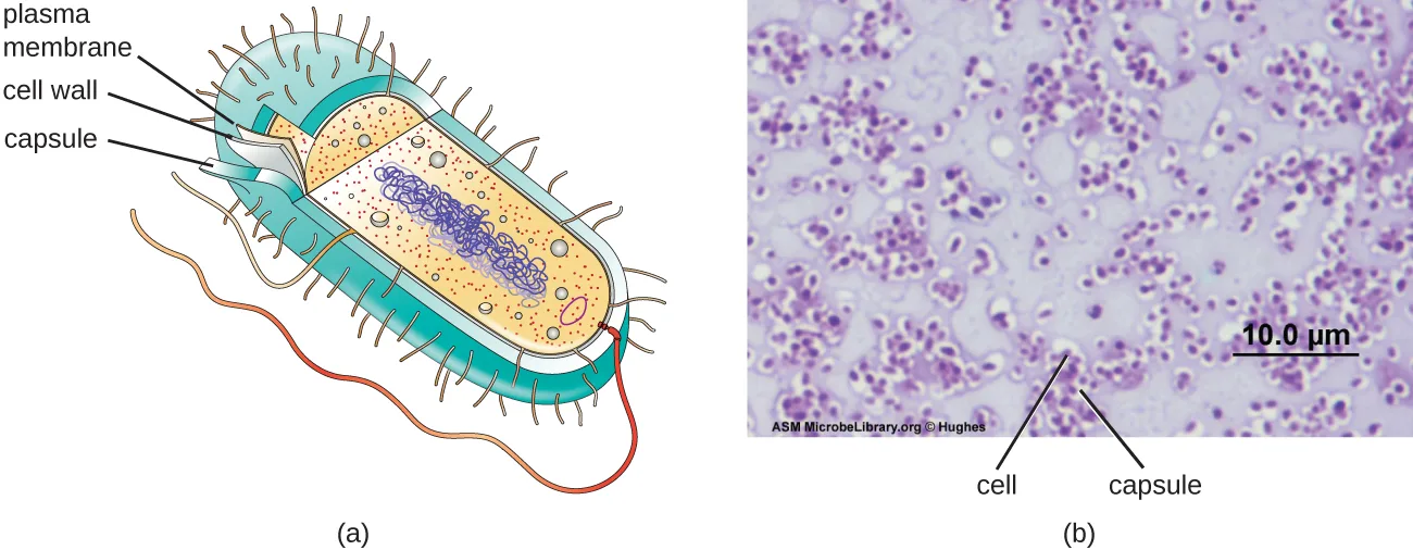 (a) A diagram of a cell's outer structures: a thick outer capsule, a thinner cell wall beneath it, and an even thinner plasma membrane innermost. (b) A micrograph of purple-stained round cells, each surrounded by a clear halo, against a pale lavender background, with one cell and one halo labeled cell and capsule and a 10.0 µm scale bar.