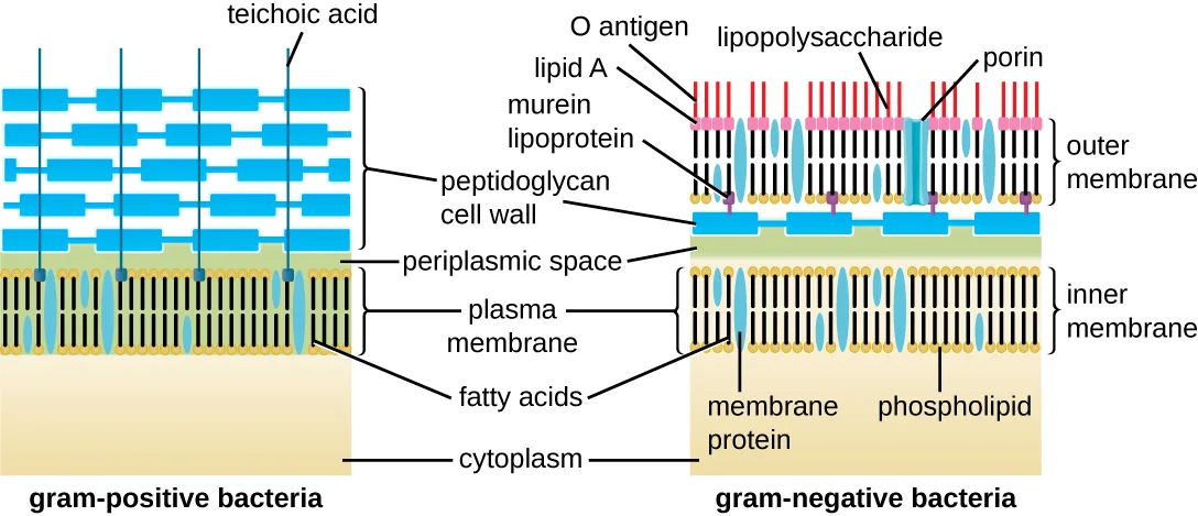 Two side-by-side diagrams of bacterial cell wall structure. The gram-positive wall is a thick layer of peptidoglycan sitting directly on the plasma membrane, threaded through by teichoic acid strands. The gram-negative wall shows a plasma membrane, a thin periplasmic space, a thin peptidoglycan layer, and an outer membrane studded with murein lipoprotein, lipid A, O antigen, and porin channels.